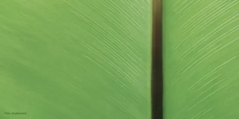 O que é uma linea nigra? 