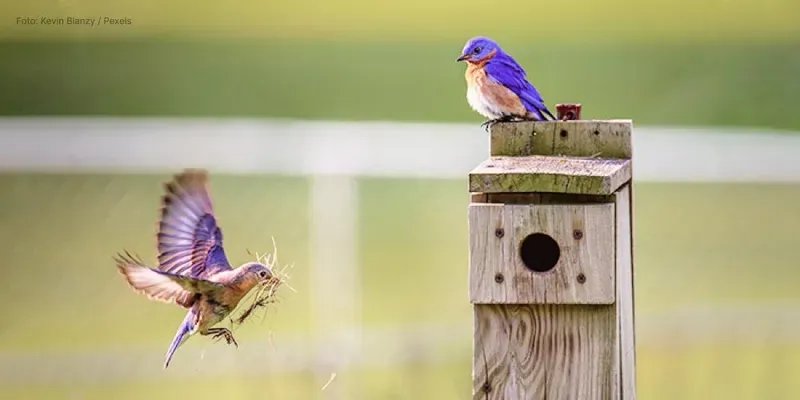 Síndrome de nidificação: isso existe?