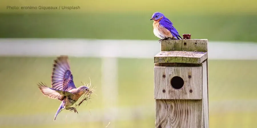 Nesting syndrome: Is it real?