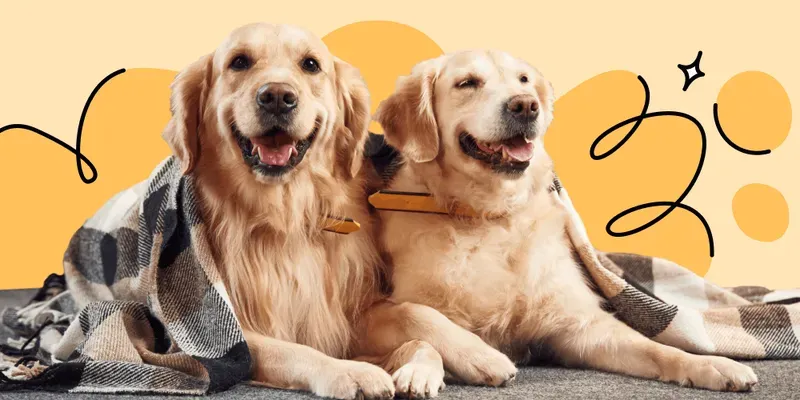 Crianças que convivem com animais têm menos alergias?