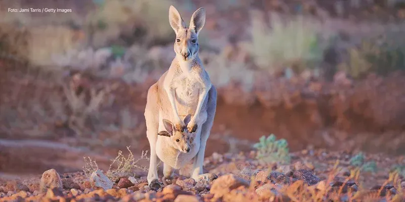Ansiedade da separação e como lidar com ela