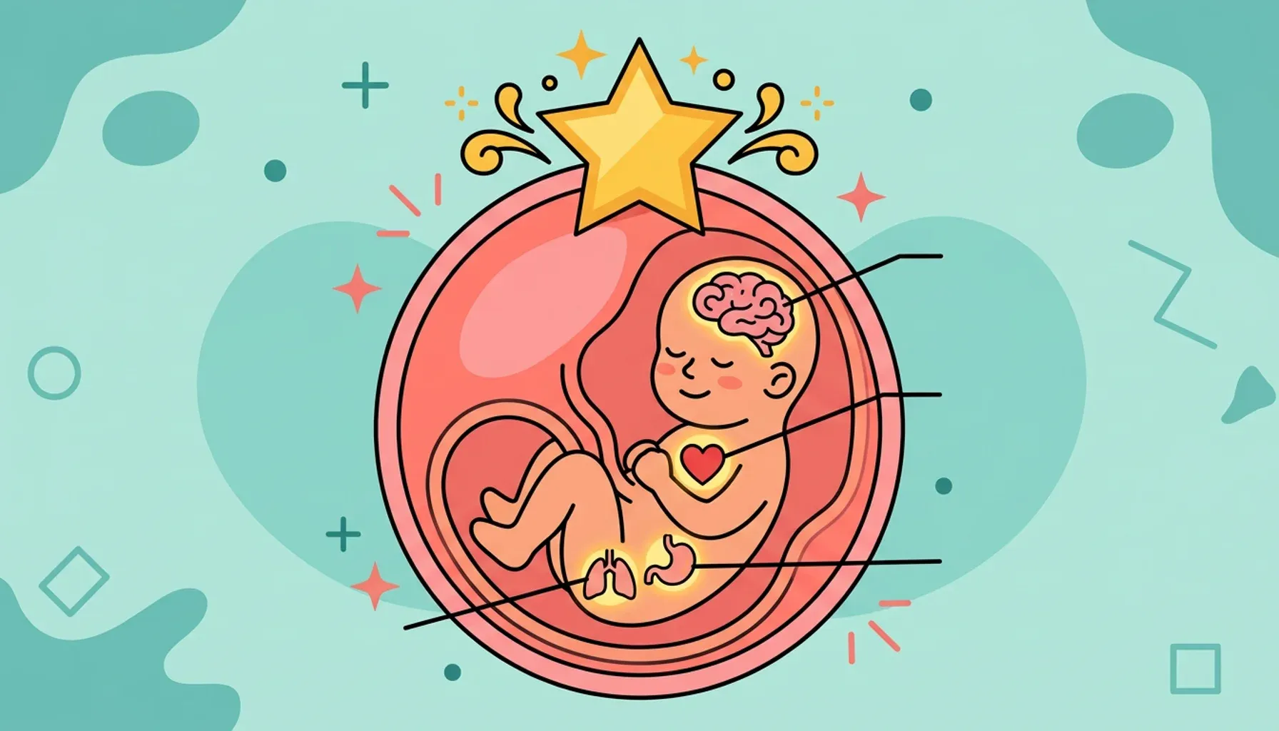 El desarrollo fetal de tu bebé llega a su primera meta