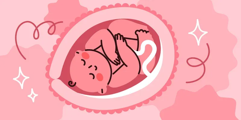 O que é placenta?
