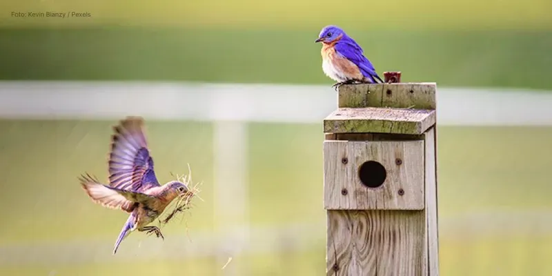 Síndrome del nido: ¿es real?