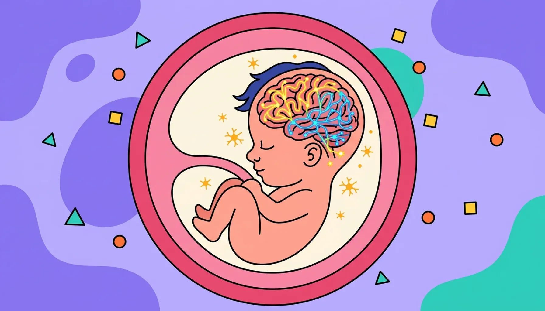 Your baby’s brain and higher nervous functions are developing